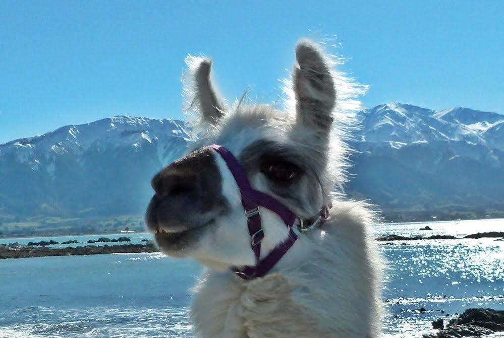 Wacky Stays - Unique Farm-Stay Glamping Rentals, Free Animal Feeding Tours Kaikoura Ngoại thất bức ảnh